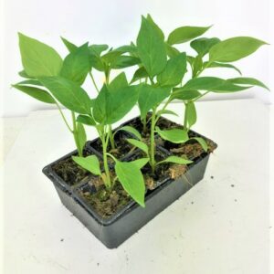 Barquette de 6 plants Cucurbitacée et Solanacée