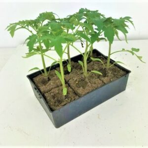 Barquette de 6 plants de Tomate